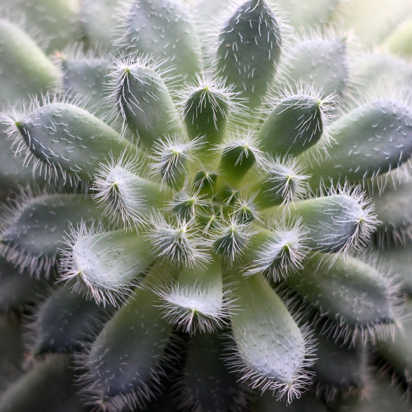 Echeveria setosa (Foliage)