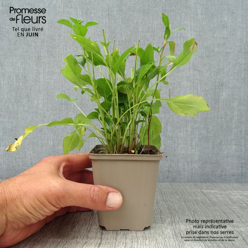 Echinacea purpurea Butterfly Kisses - Purple Coneflower 8/9 cm pot sample as delivered in summer