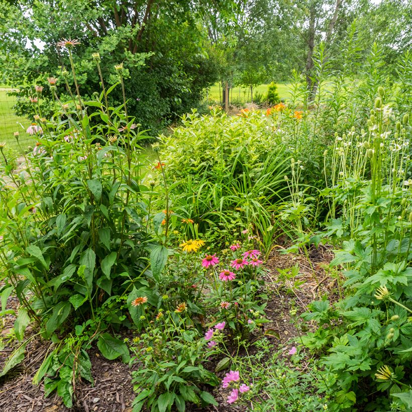 Echinacea purpurea Cheyenne Spirit - Purple Coneflower (Plant habit)