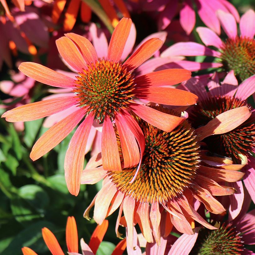 Echinacea purpurea Cheyenne Spirit - Purple Coneflower (Flowering)