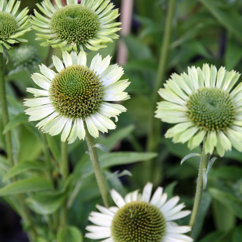 Echinacea purpurea Green Jewel - Purple Coneflower (Flowering)