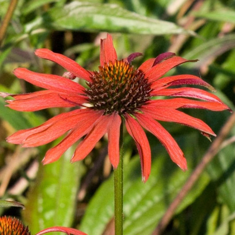 Echinacea purpurea Hot Summer - Purple Coneflower (Flowering)