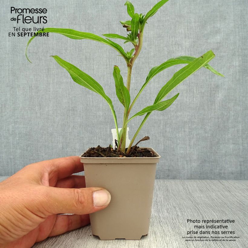 Echinacea purpurea Prima Ginger - Purple Coneflower 8/9 cm pot sample as delivered in autumn