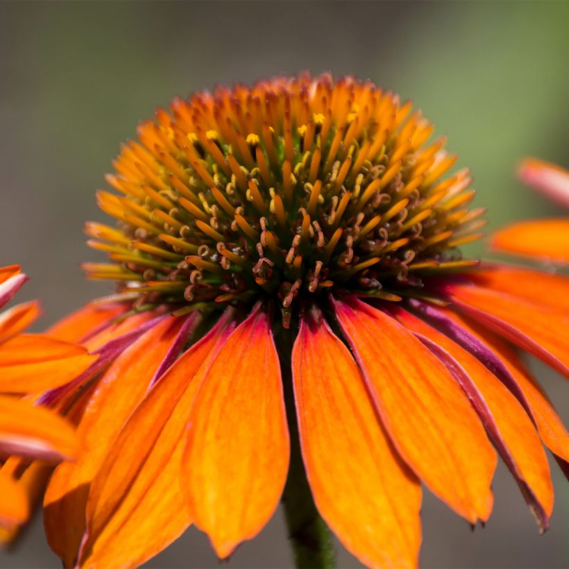 Echinacea purpurea Prima Ginger - Purple Coneflower (Flowering)
