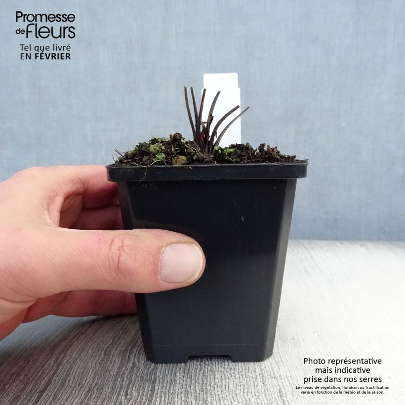 Echinacea purpurea Robin Hood - Purple Coneflower 8/9 cm pot sample as delivered in winter