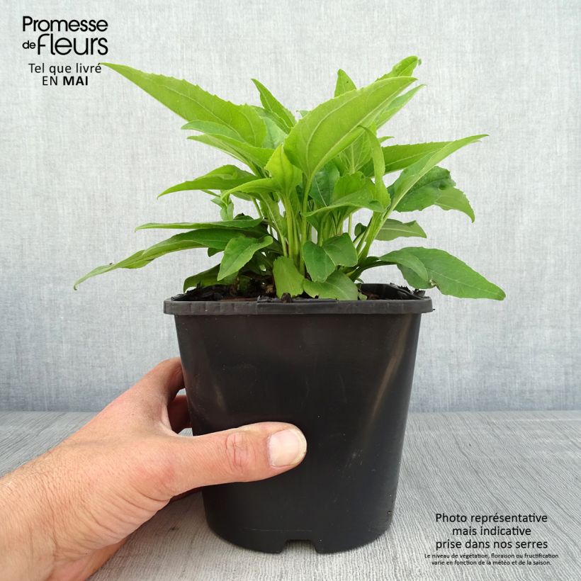 Echinacea SunSeekers Apple Green - Purple Coneflower 1.5L/2L potShipped height around 20/30cm sample as delivered in spring