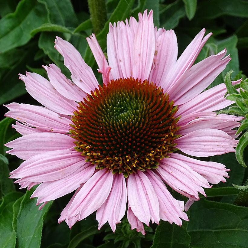 Echinacea SunSeekers Salmon - Purple Coneflower (Flowering)