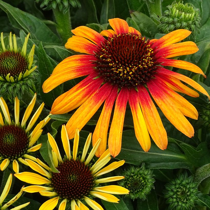 Echinacea SunSeekers Tequila Sunrise - Purple Coneflower (Flowering)