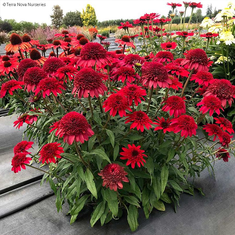 Echinacea Sunny Days Ruby - Purple Coneflower (Plant habit)
