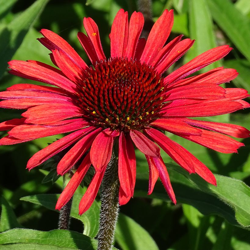 Echinacea SunSeekers Orange - Purple Coneflower (Flowering)