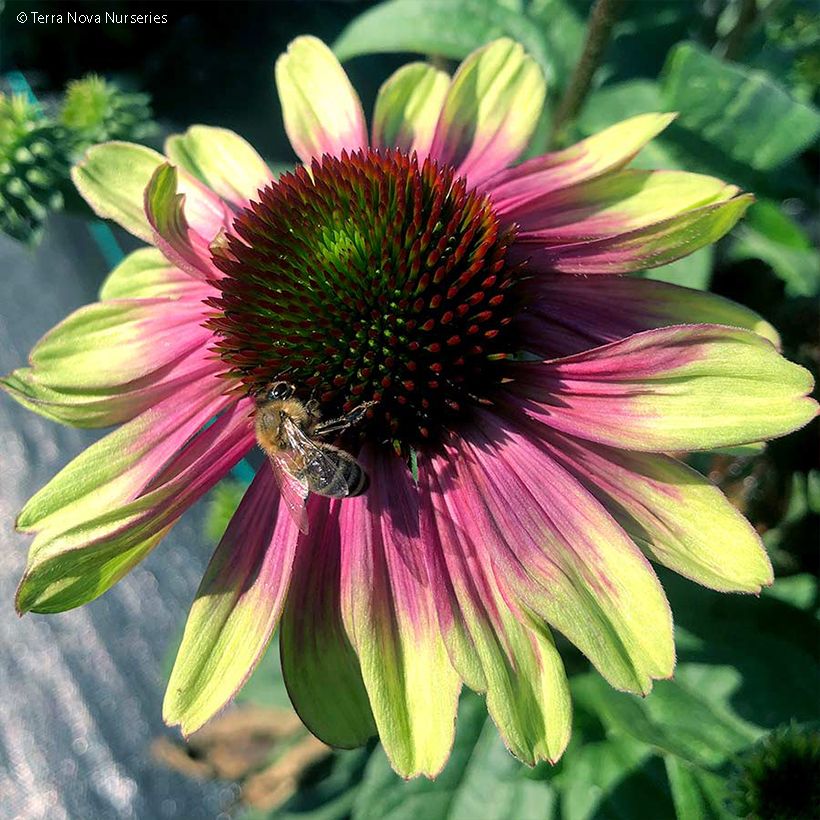 Echinacea Sweet Sandia - Purple Coneflower (Flowering)