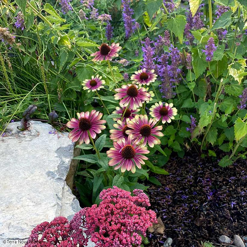 Echinacea Sweet Sandia - Purple Coneflower (Plant habit)