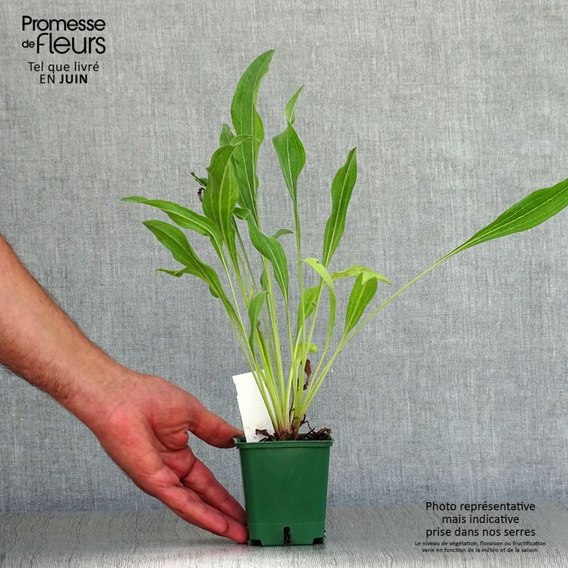 Echinacea pallida Hula Dancer - Pale Purple Coneflower 8/9 cm pot sample as delivered in summer
