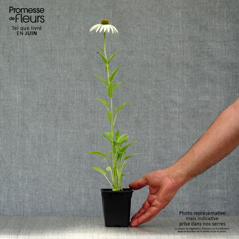 Echinacea purpurea Alba - Purple Coneflower 7/8 cm pot sample as delivered in summer