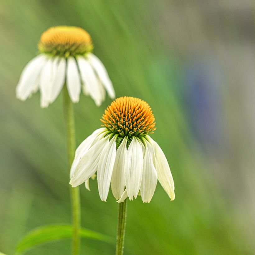 Echinacea purpurea 'Alba' (Flowering)