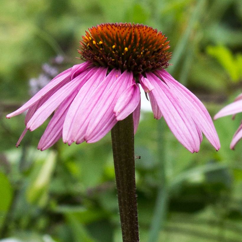 Echinacea purpurea Augustkönigin - Purple Coneflower (Flowering)