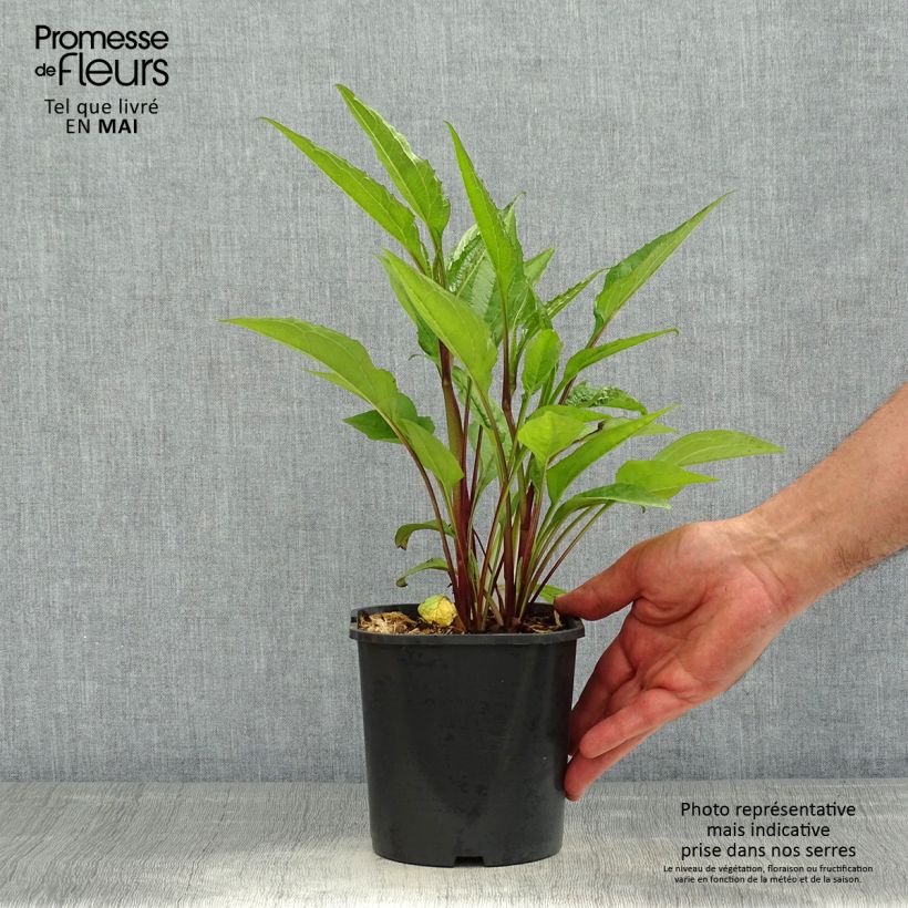 Echinacea purpurea - Purple Coneflower 2L/3L pot sample as delivered in spring