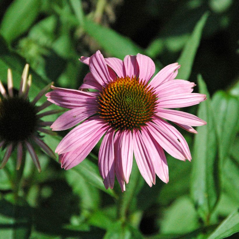 Echinacea purpurea Leuchtstern - Purple Coneflower (Flowering)