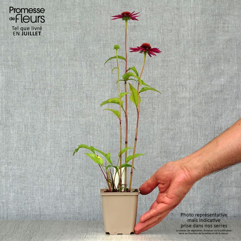 Echinacea purpurea Pica Bella - Purple Coneflower 8/9 cm pot sample as delivered in summer