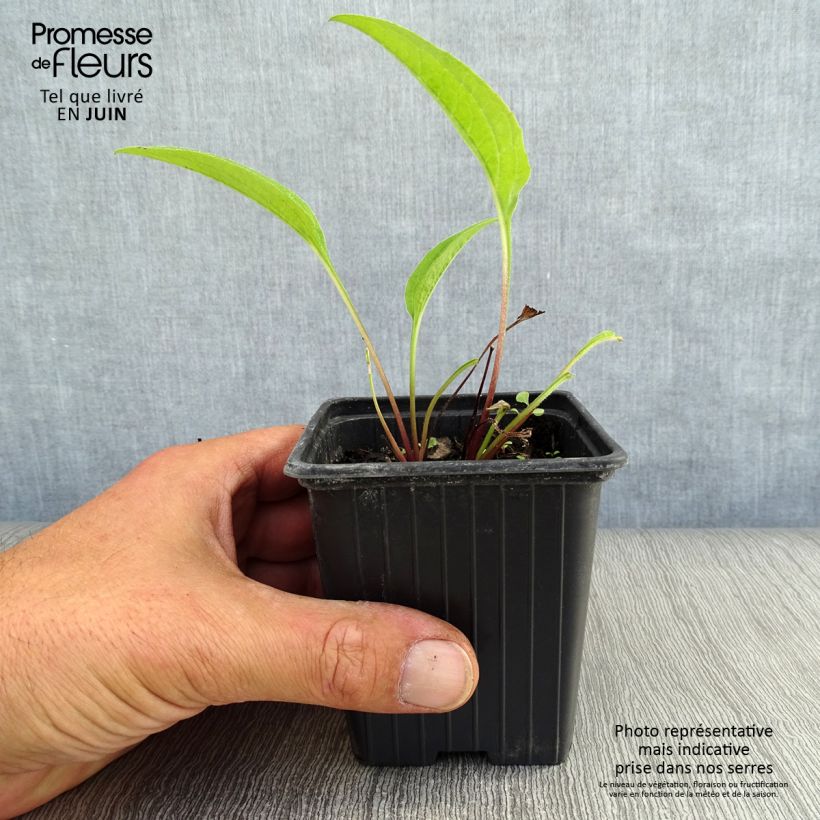 Echinacea purpurea - Purple Coneflower 7/8 cm pot sample as delivered in summer