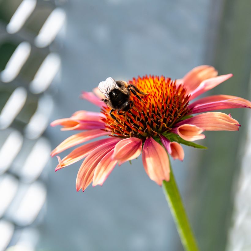 Echinacea purpurea Sundown - Purple Coneflower (Flowering)