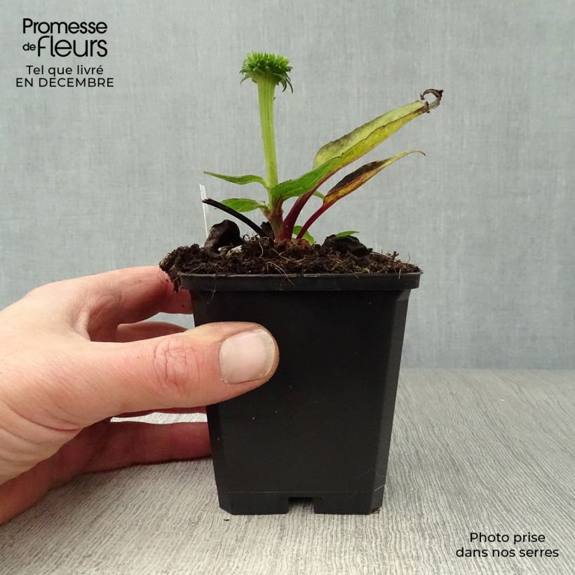 Echinacea purpurea Vintage Wine - Purple Coneflower 8/9 cm pot sample as delivered in winter