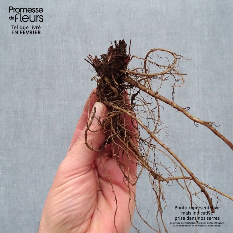 Echinacea Sombrero Baja Burgundy - Purple Coneflower Bare root sample as delivered in winter
