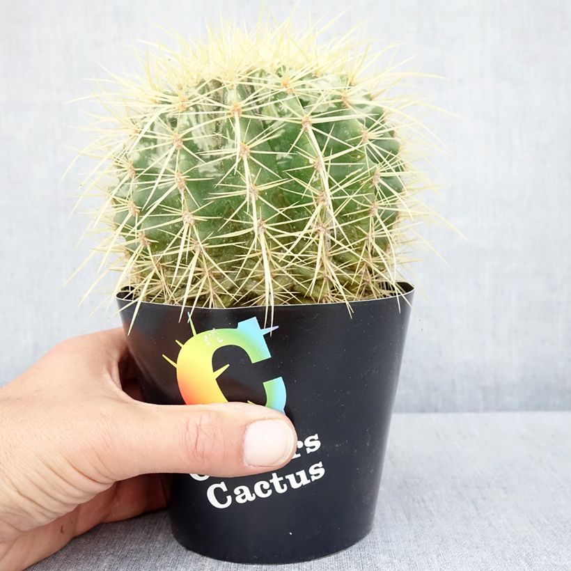 Echinocactus grusonii - Golden barrel cactus 12cm pot sample as delivered in spring