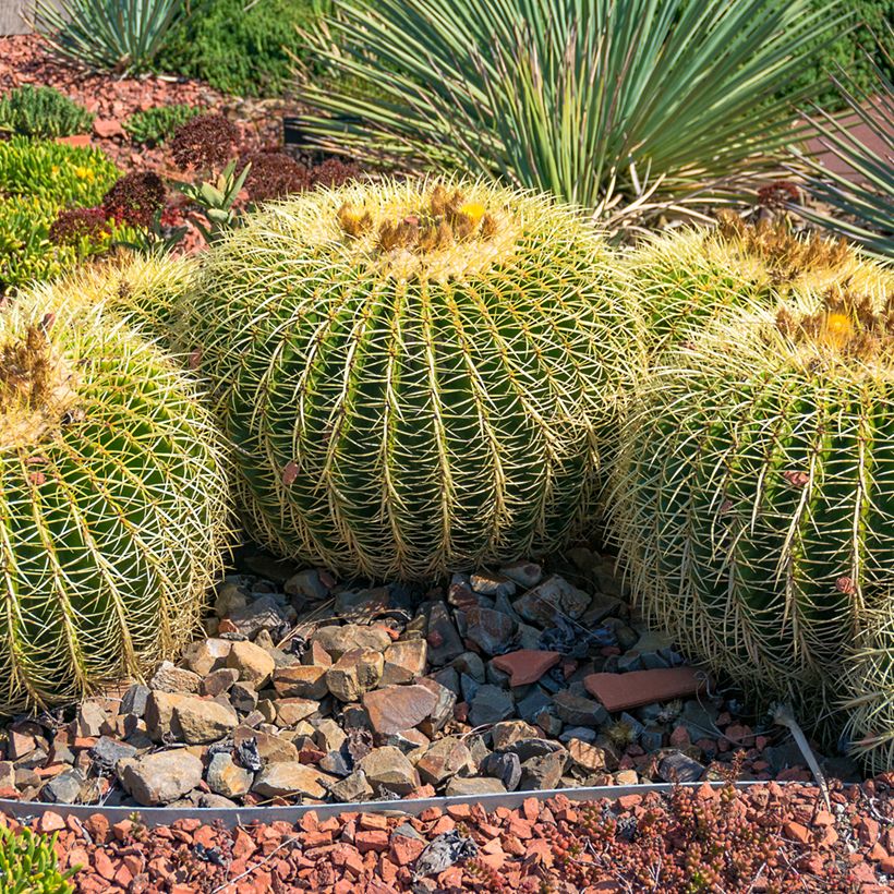 Echinocactus grusonii - Golden barrel cactus (Plant habit)