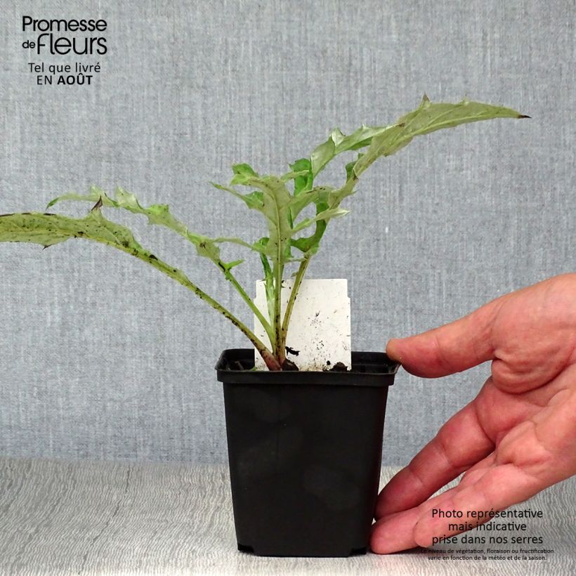 Echinops bannaticus Blue Globe 8/9 cm pot sample as delivered in summer