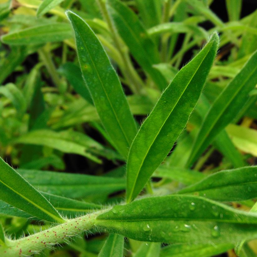 Echium vulgare (Foliage)