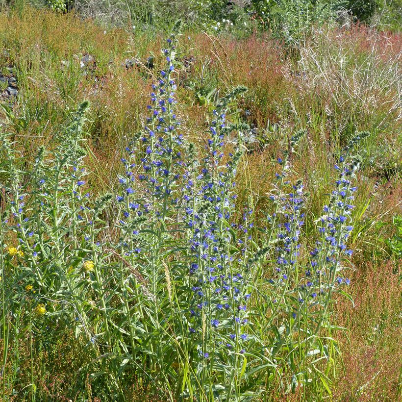 Echium vulgare (Plant habit)
