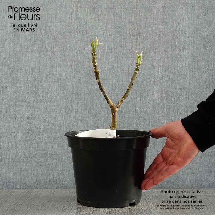 Edgeworthia chrysantha - Buisson à papier - Pot de 3/4L sample as delivered in winter