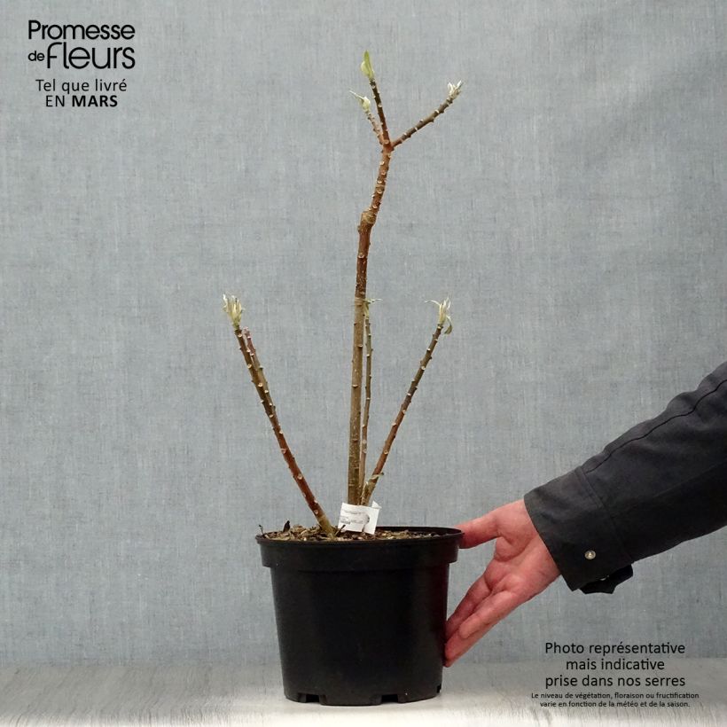 Edgeworthia chrysantha - Paperbush sample as delivered in spring