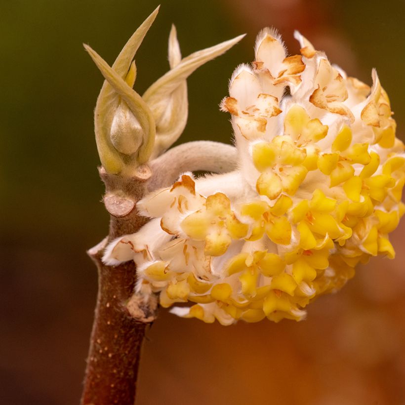 Edgeworthia chrysantha Grandiflora (Flowering)