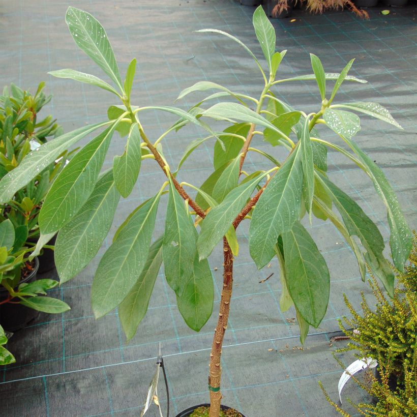 Edgeworthia chrysantha Grandiflora - Paperbush (Plant habit)