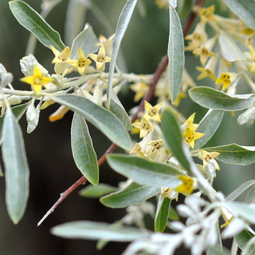 Elaeagnus angustifolia - Russian Olive (Flowering)
