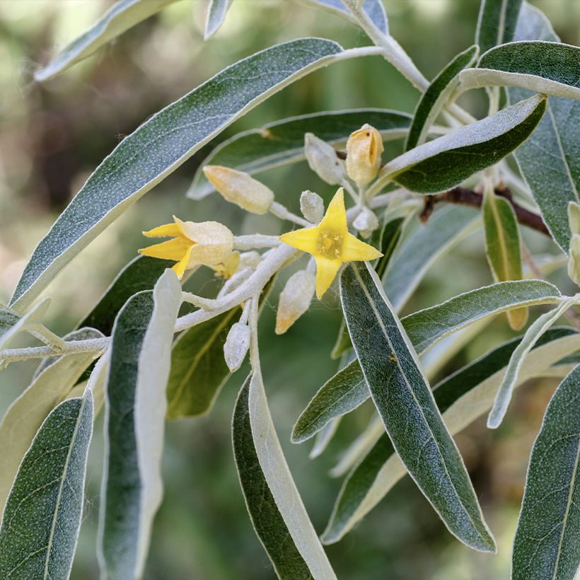Elaeagnus angustifolia - Russian Olive (Flowering)