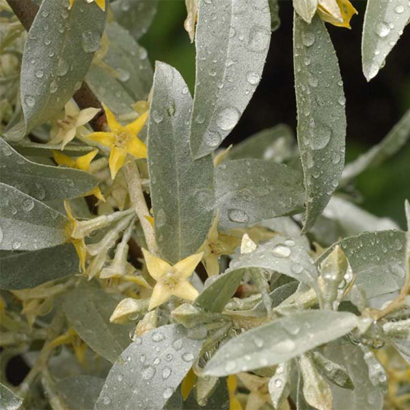 Elaeagnus commutata Zempin - Silverberry (Foliage)