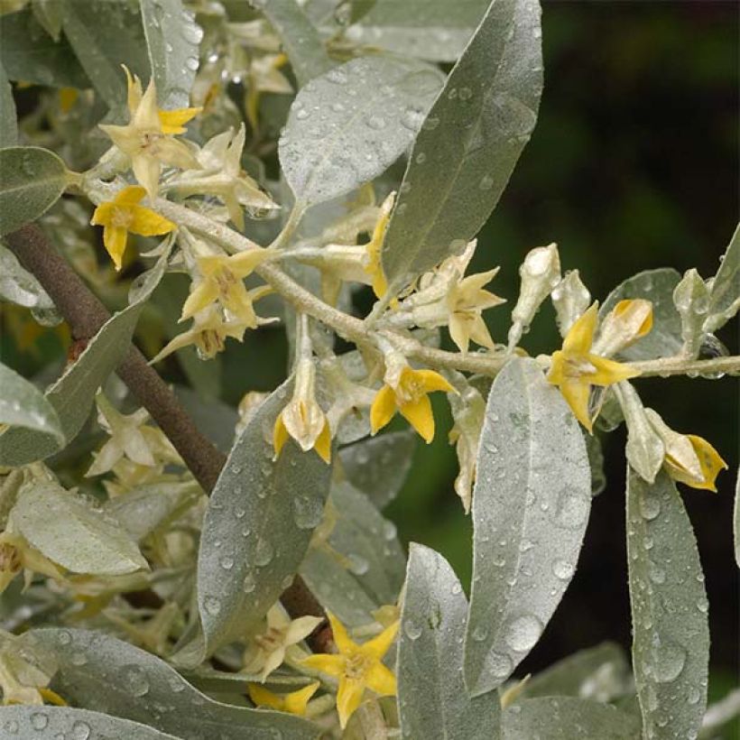 Elaeagnus commutata Zempin - Silverberry (Flowering)