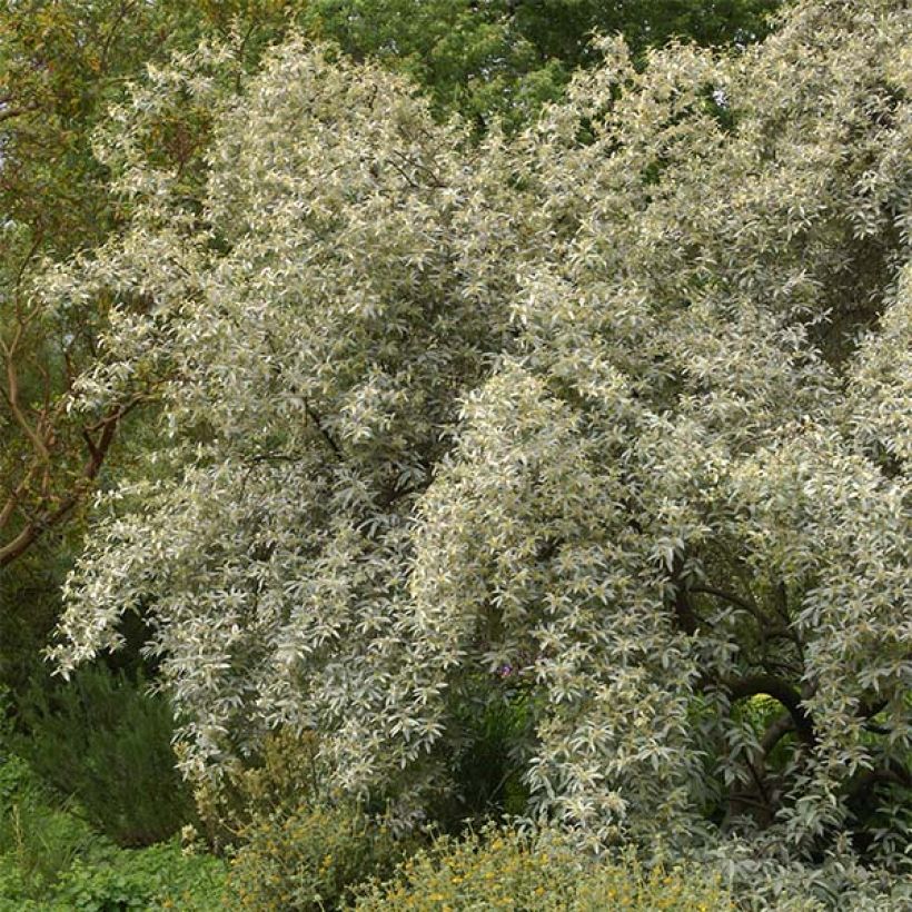 Elaeagnus commutata Zempin - Silverberry (Plant habit)