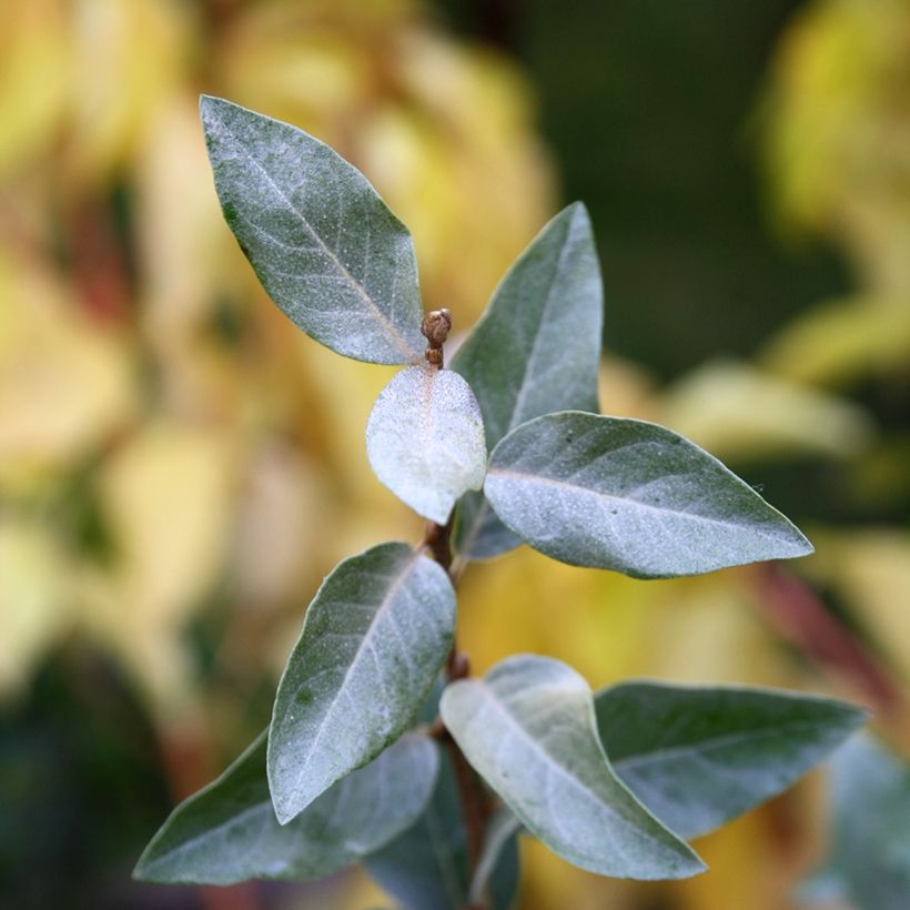 Elaeagnus commutata Zempin - Silverberry (Foliage)