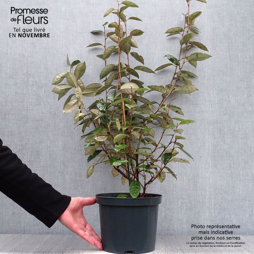 Elaeagnus ebbingei - Chalef de Ebbing 60/80cm en pot de 4/5L sample as delivered in autumn