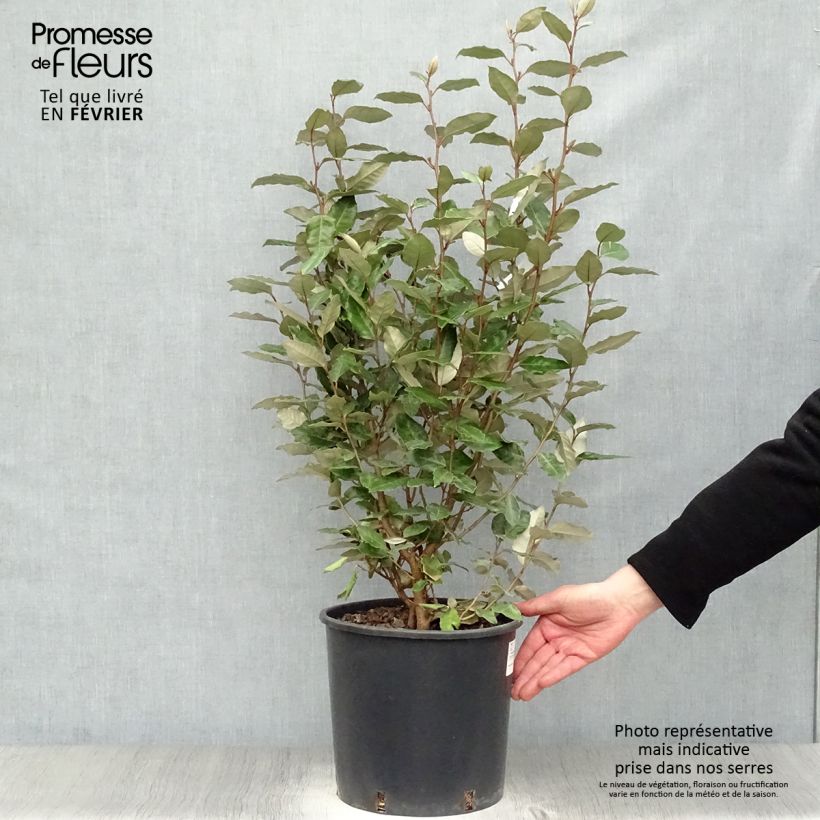 Elaeagnus ebbingei Compacta - Chalef en pot de 7,5L/10L sample as delivered in winter