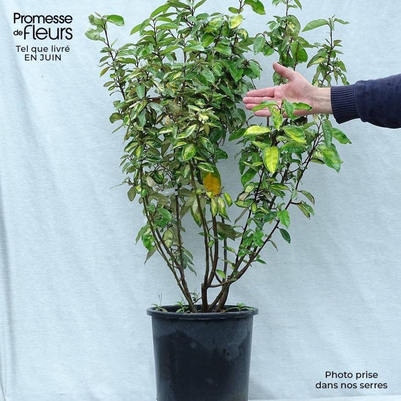 Elaeagnus ebbingei Limelight - Oleaster 7.5L/10L pot sample as delivered in summer