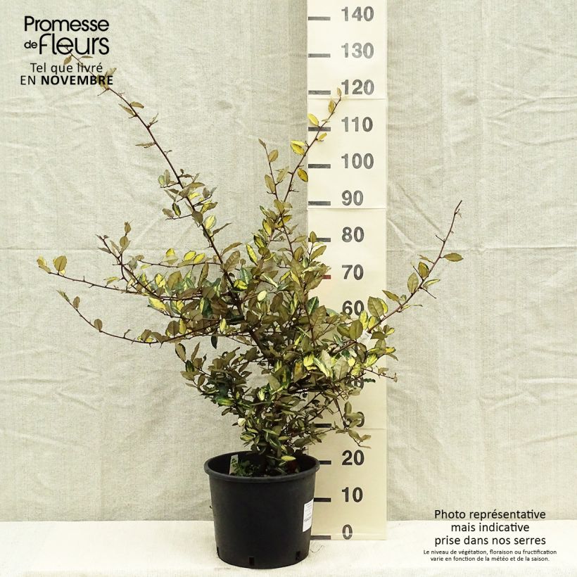 Elaeagnus pungens Maculata 80/100cm en pot de 12L - Chalef panaché sample as delivered in autumn