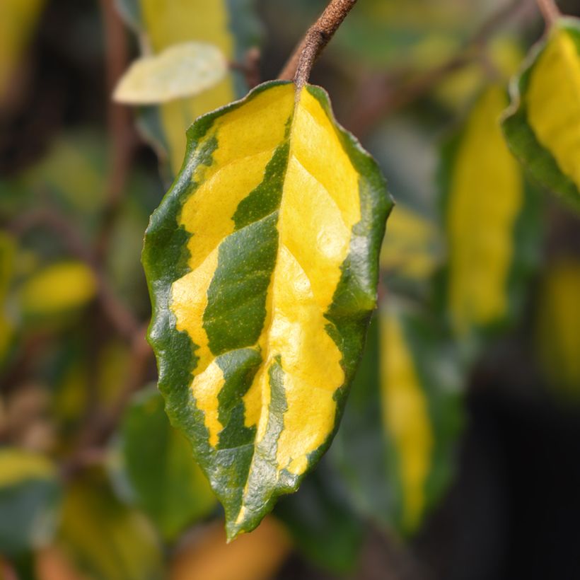 Elaeagnus pungens Variegata (Foliage)