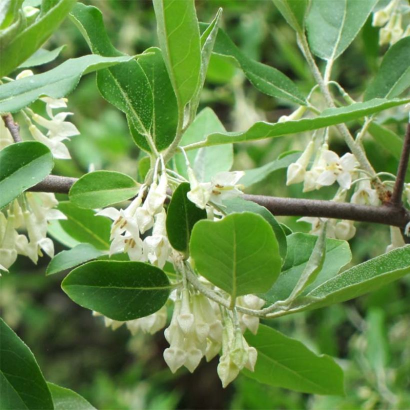 Elaeagnus umbellata - Japanese Silverberry (Foliage)