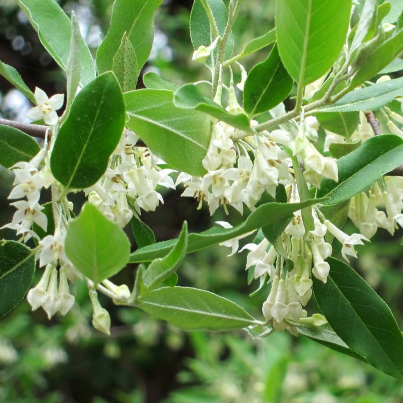 Elaeagnus umbellata - Japanese Silverberry (Flowering)