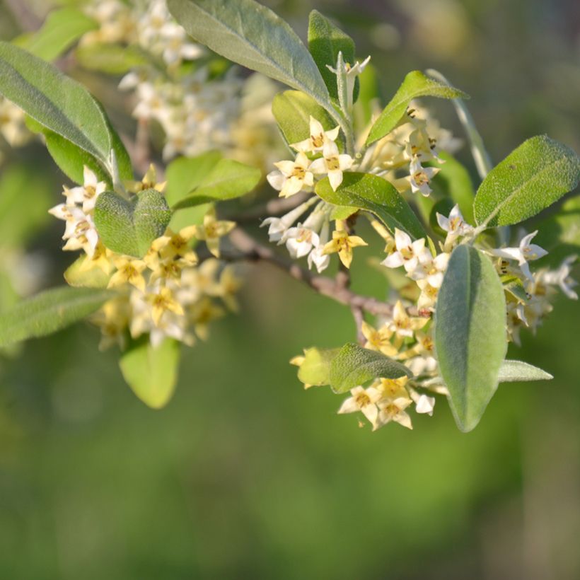 Elaeagnus umbellata Pointilla Amoroso (Flowering)